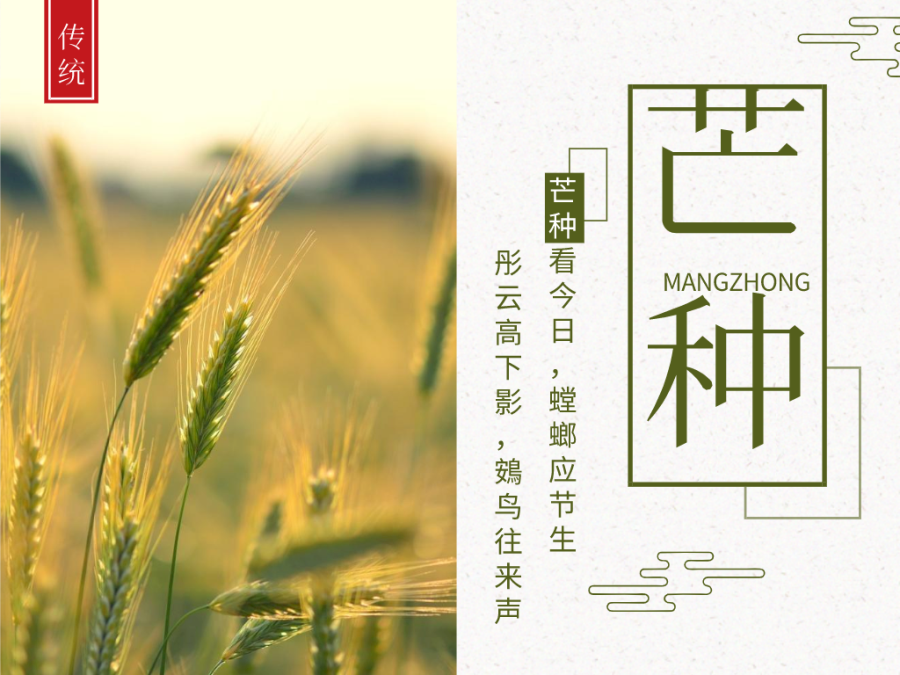 今日芒種，忙有所獲，不負耕耘！